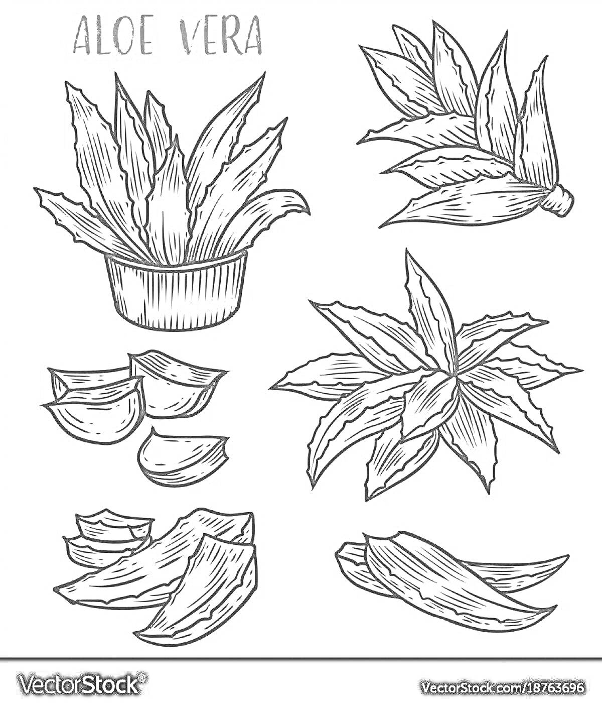Раскраска Листья и кусочки алоэ вера в горшке и отдельно, крупным планом