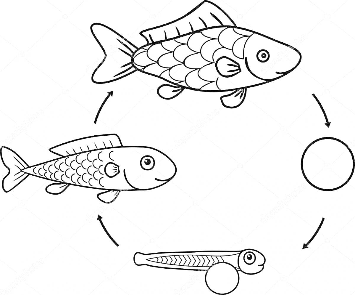 Жизненный цикл рыбы: яйца, личинка, молодая рыба, взрослая рыба