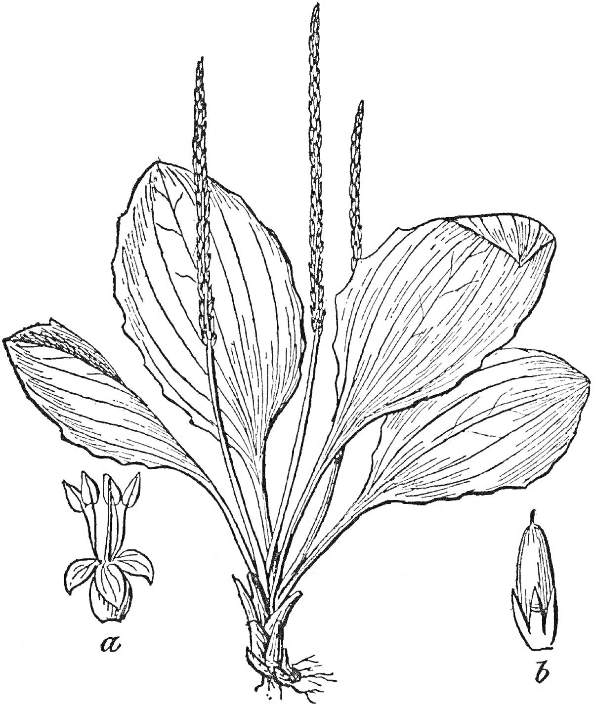 Подорожник с листьями, цветами и семенами
