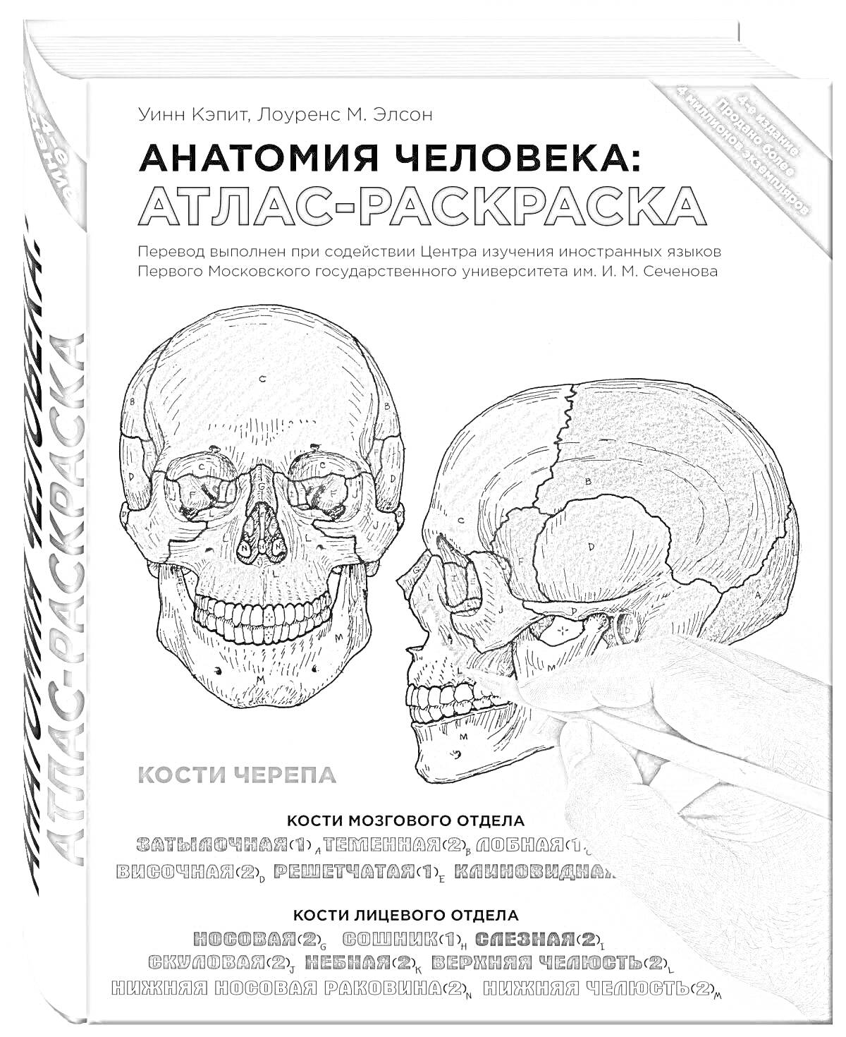 На раскраске изображено: Анатомия, Человеческое тело, Череп, Кости, Медицинский атлас, Учебник, Мозговой отдел