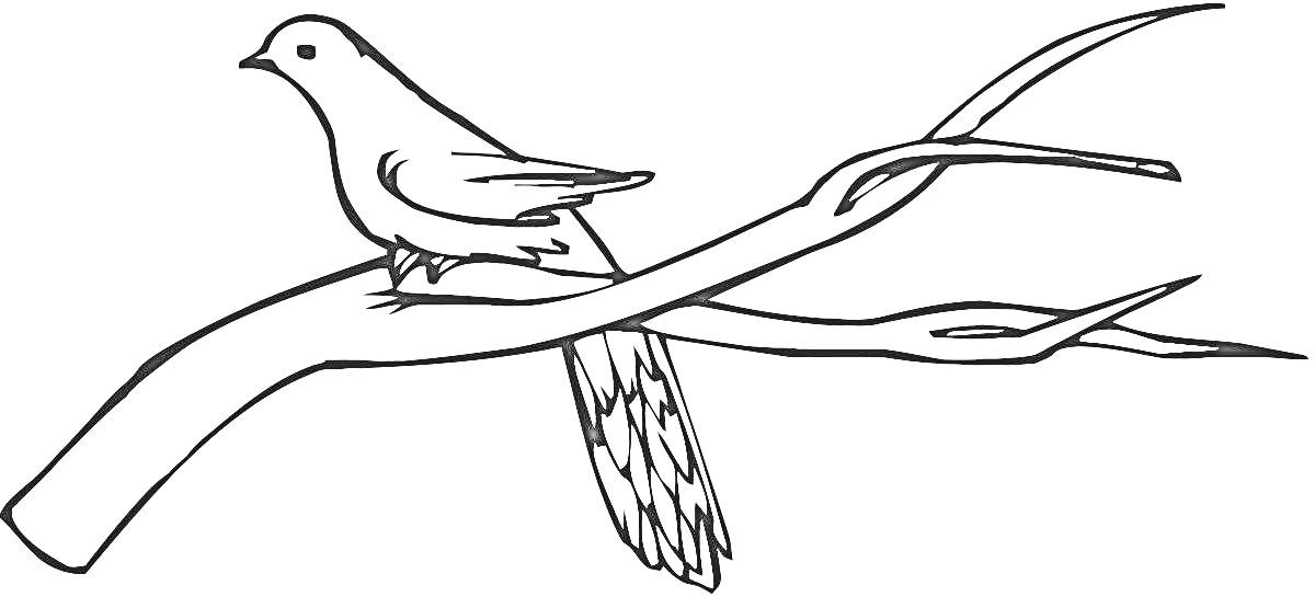 На раскраске изображено: Птица, Ветка, Природа, Развивающая деятельность, Для детей, Контурные рисунки