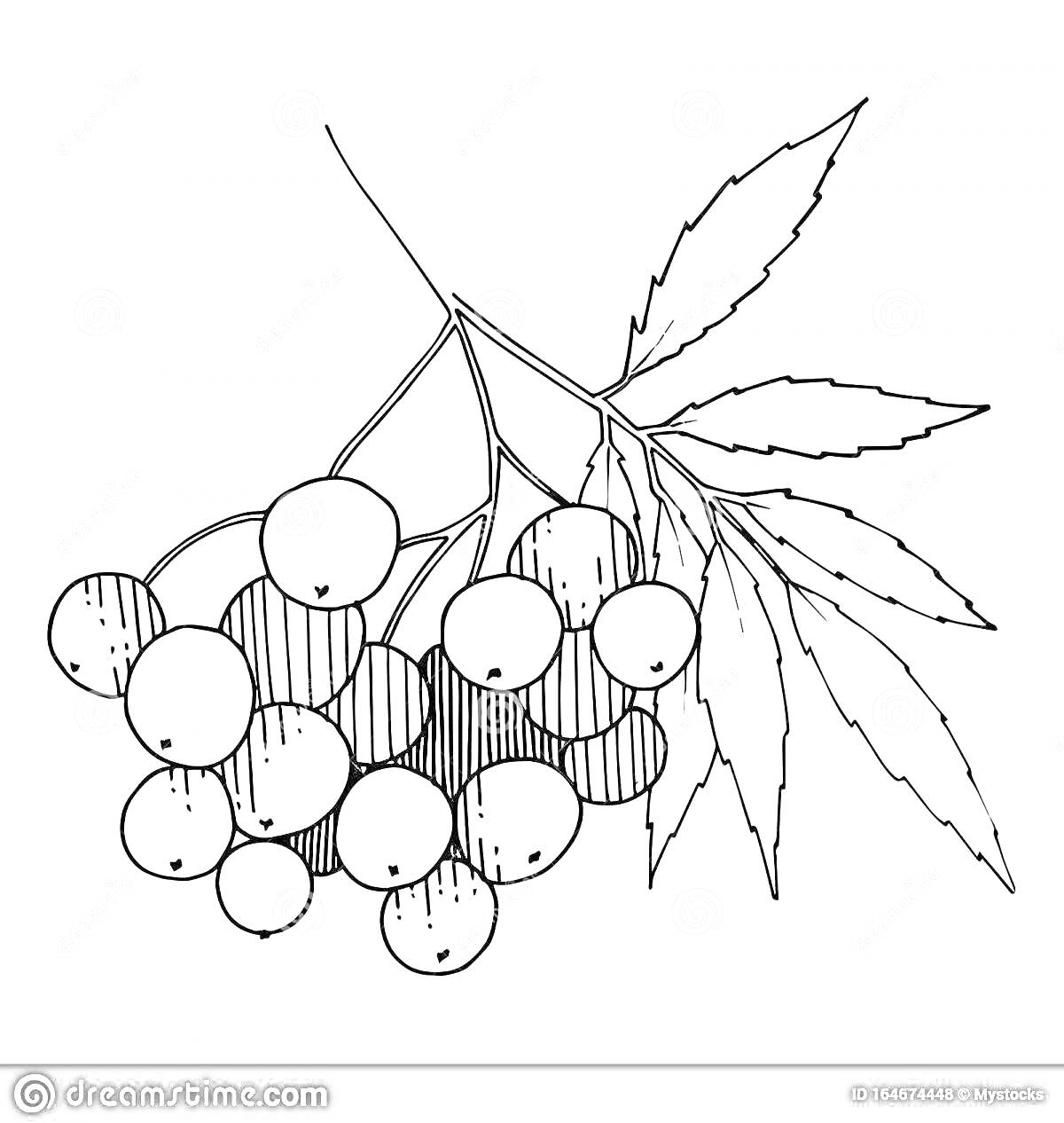 На раскраске изображено: 3 года, 4 года, Рябина, Ветка, Ягоды, Листья