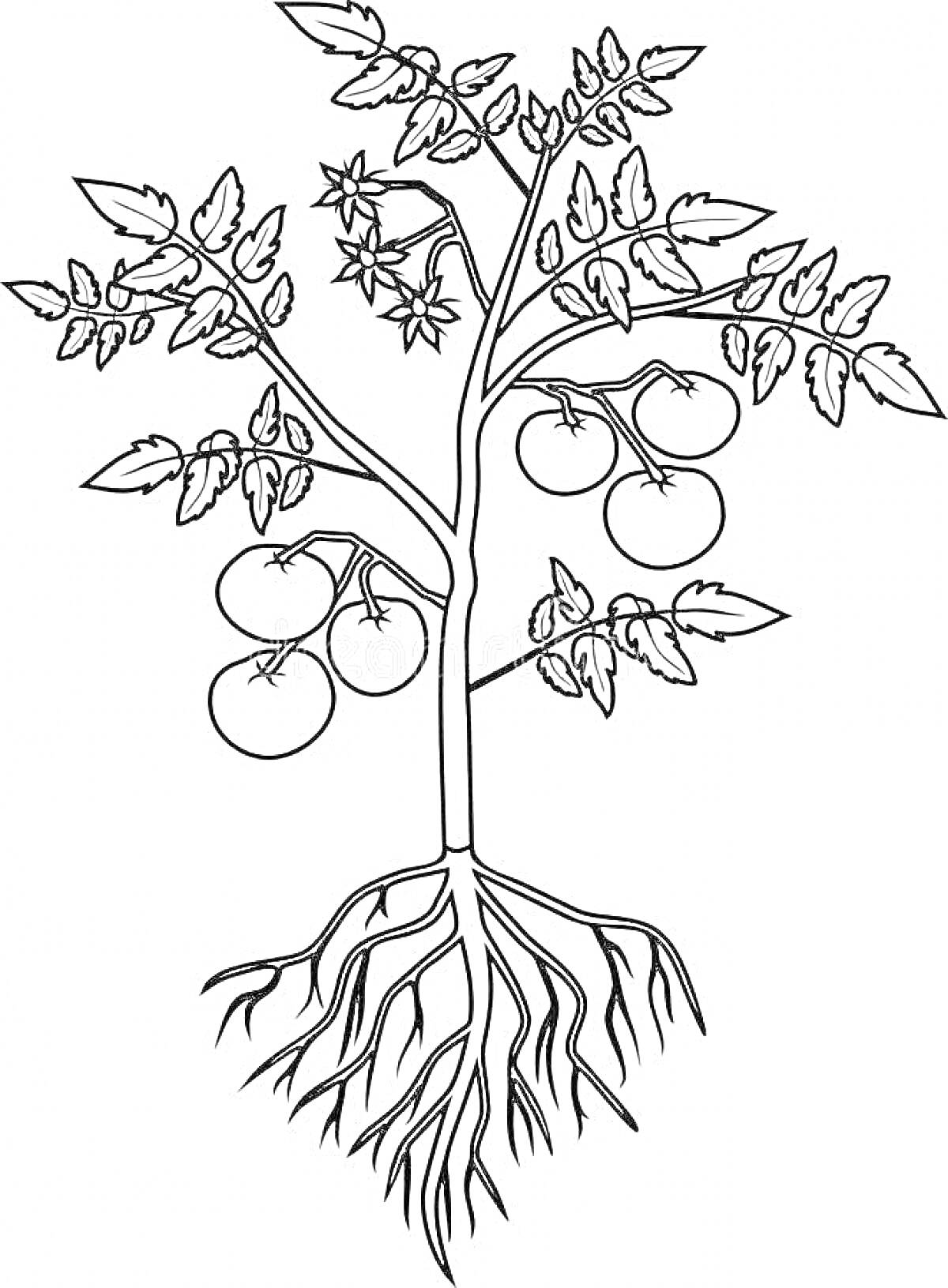 Раскраска Томаты с корневой системой, листьями, стеблем и плодами