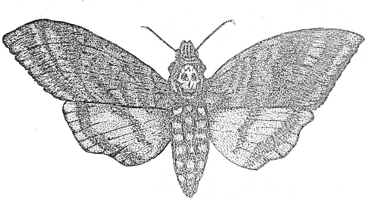 Раскраска Тутовый шелкопряд с черепом на голове, распростертые крылья с узором