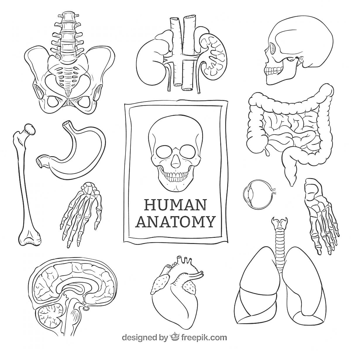 человеческий скелет, легкие, сердце, печень, почки, желудок, кишечник, мозг, глаз, позвоночник, ладонь, коленная чаша, тазовые кости, ребра