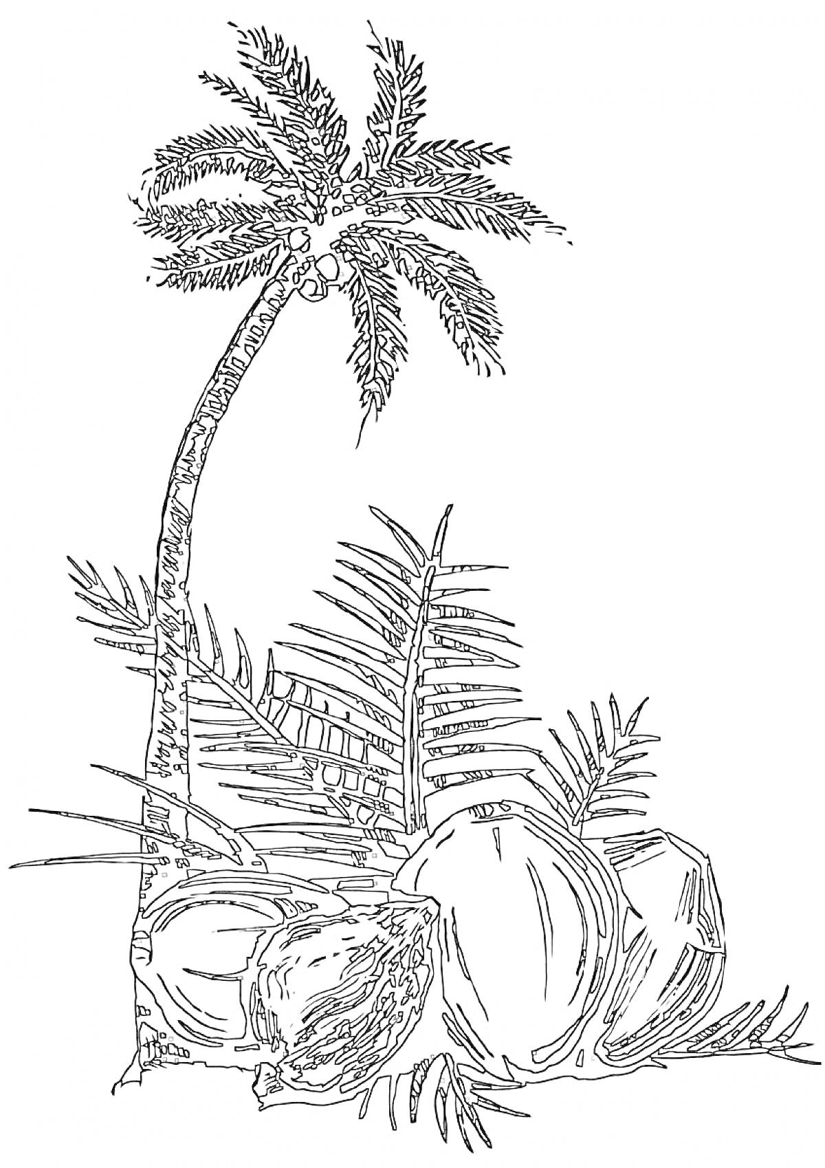 Кокосовая пальма с кокосами, листьями и кокосовыми орехами на земле