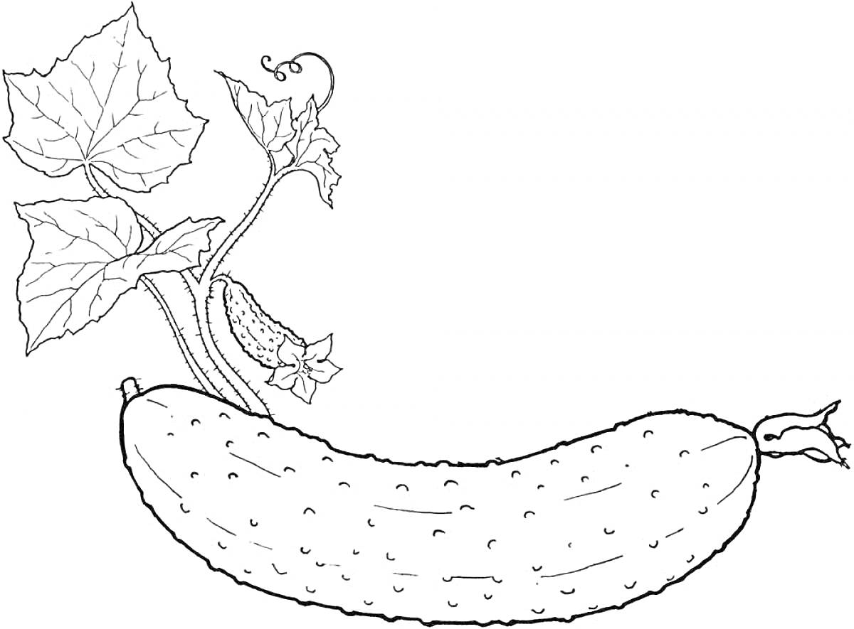 На раскраске изображено: Огурец, Листья, Ветка, Овощи, Растения, Контурные рисунки