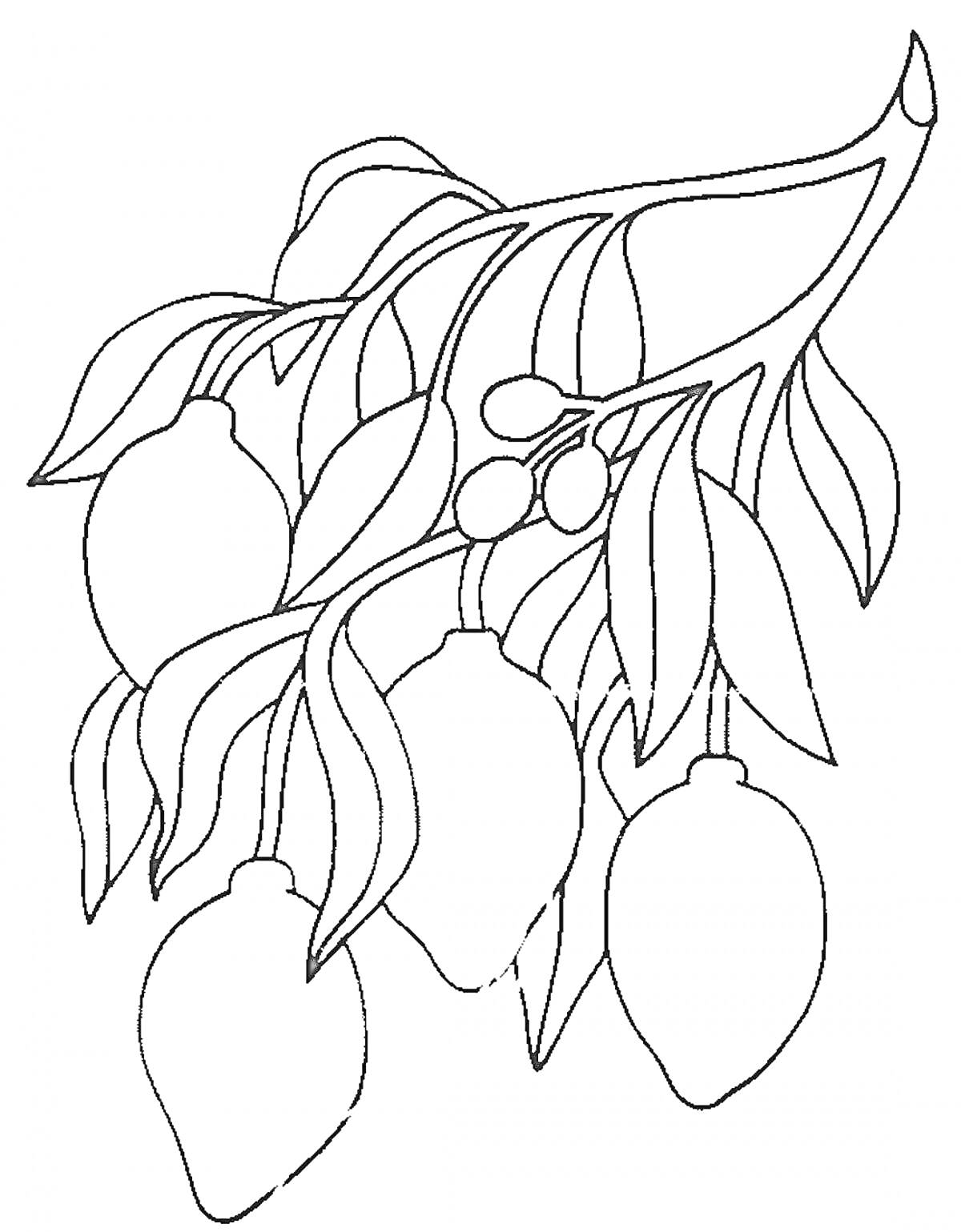 На раскраске изображено: Лимон, Ветка, Листья, Плоды, Растения, Фрукты, Контурные рисунки