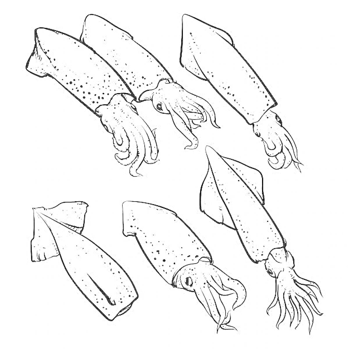 Раскраска Кальмары в разных позах, контурный рисунок