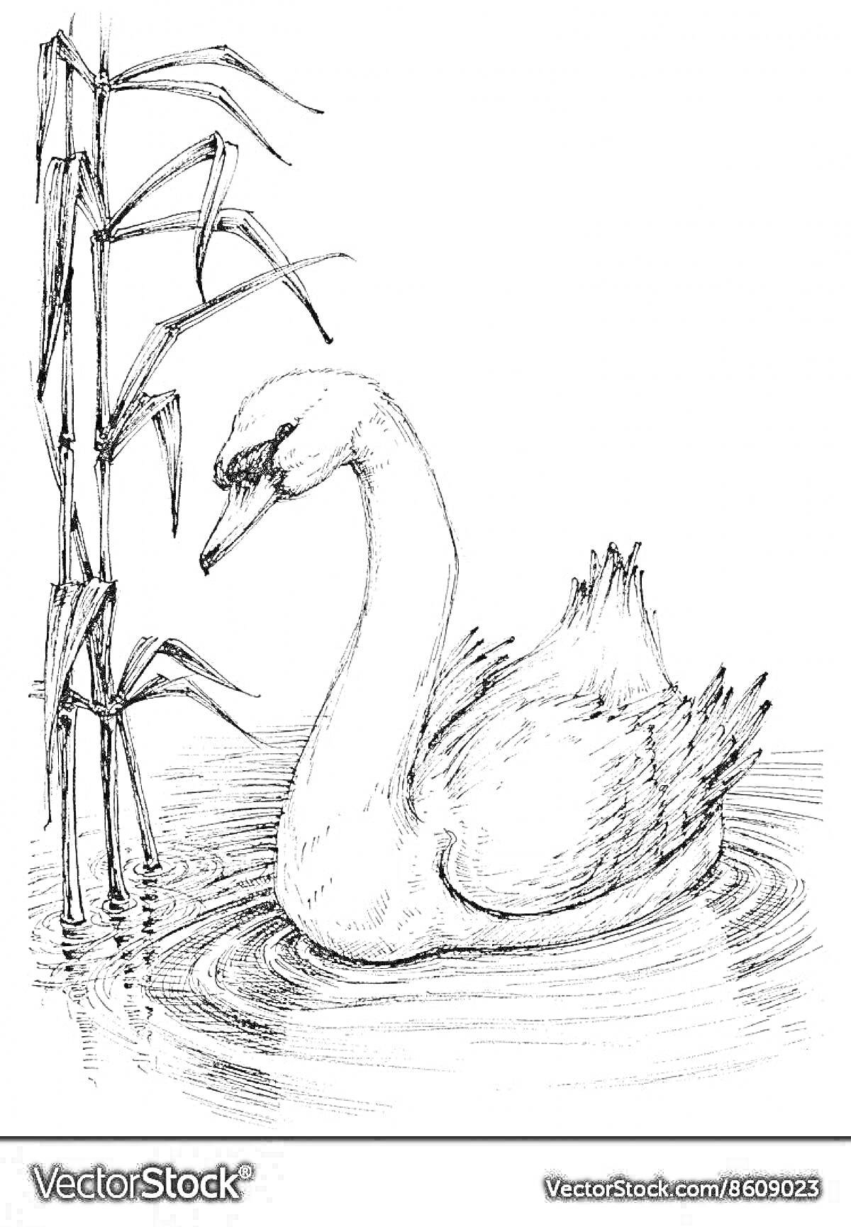 Раскраска Лебедь на воде среди тростника