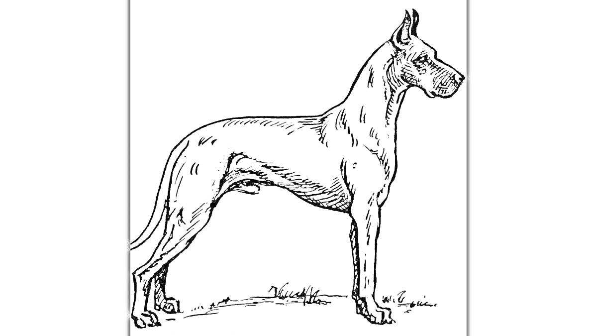 На раскраске изображено: Собака, Профиль, Животные, Контурные рисунки