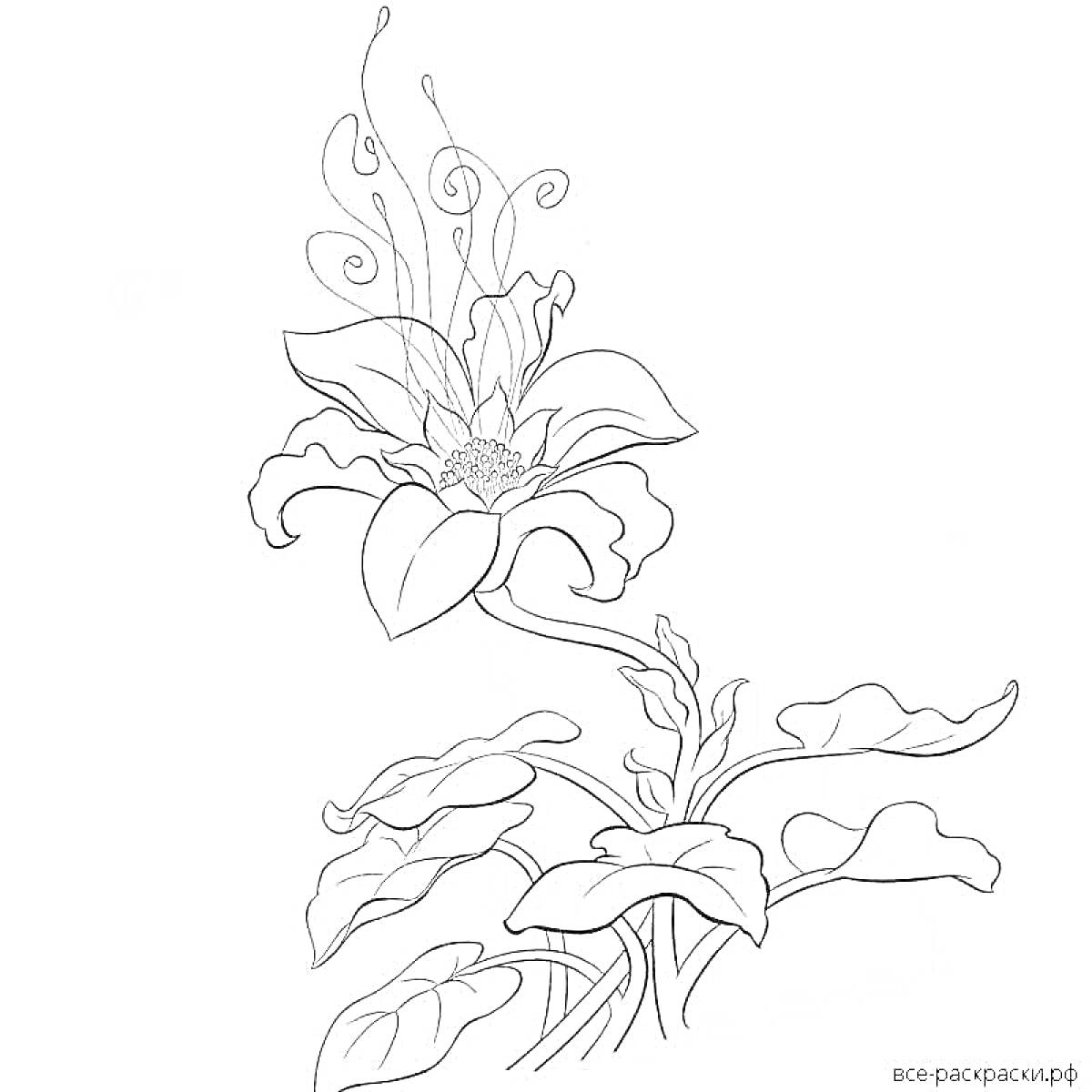 Раскраска Цветок с завивающимися лепестками на высоком стебле с крупными листьями