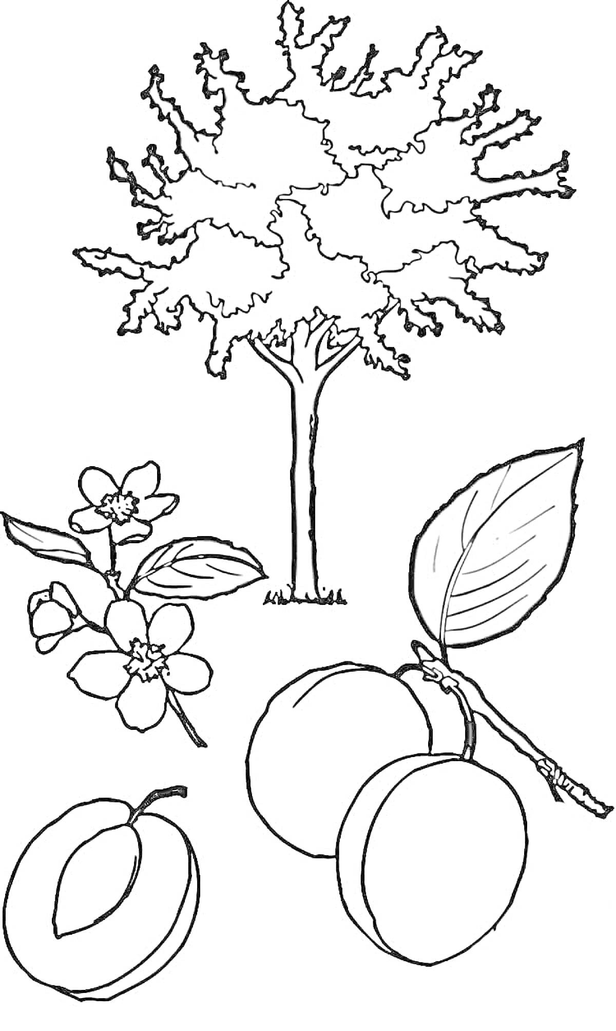 На раскраске изображено: Абрикос, Цветы, Плоды, Природа, Ботаника, Деревья, Фрукты