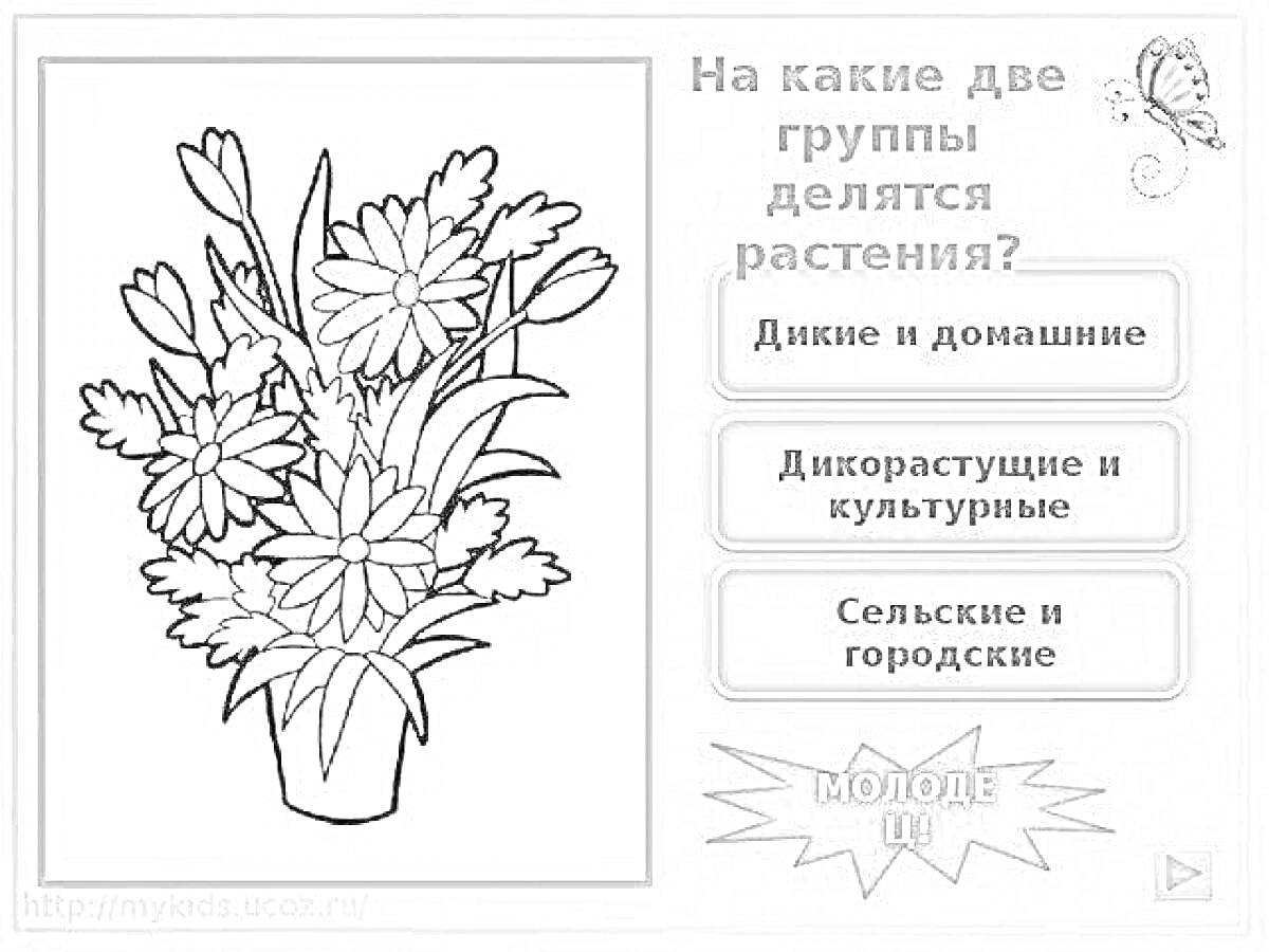 Раскраска На какие две группы делятся растения? Ваза с цветами, кнопки с вариантами ответа, подпись 