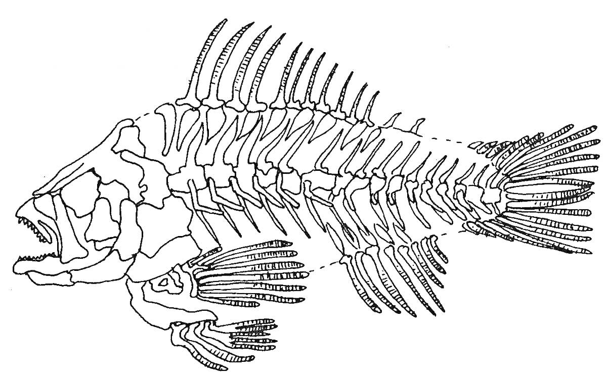 Раскраска Внутреннее строение рыбы с изображением костного скелета, включает позвоночник, ребра, грудные плавники, хвостовой плавник, позвоночные конечности.