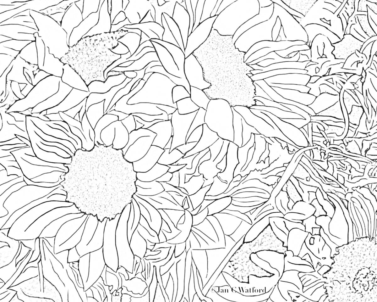 Раскраска Подсолнухи и листья