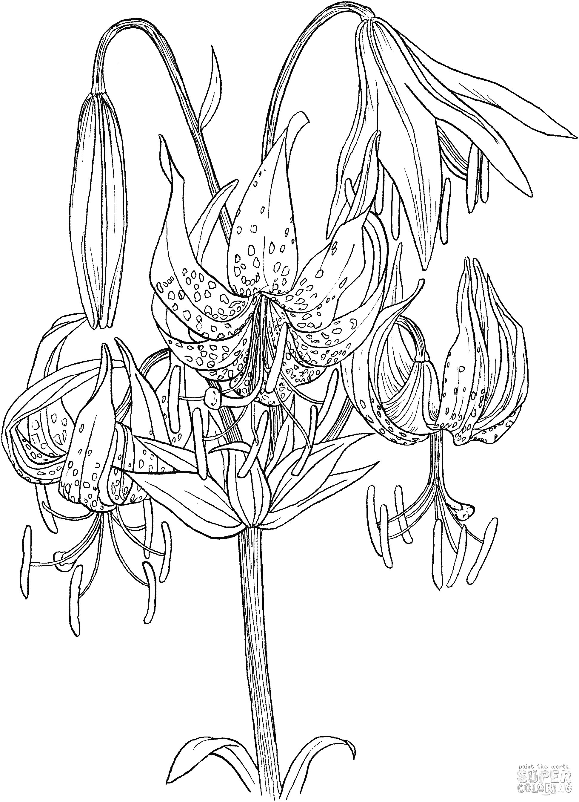 На раскраске изображено: Цветы, Ботаника, Стебель, Лепестки, Природа
