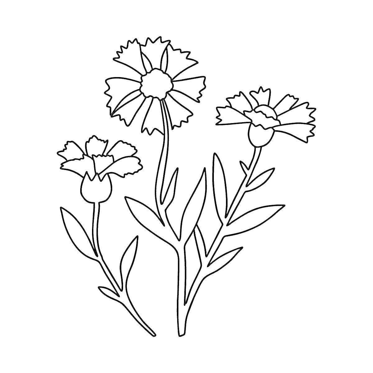 На раскраске изображено: Василёк, Цветы, Для детей, Ботаника, Листья, Природа