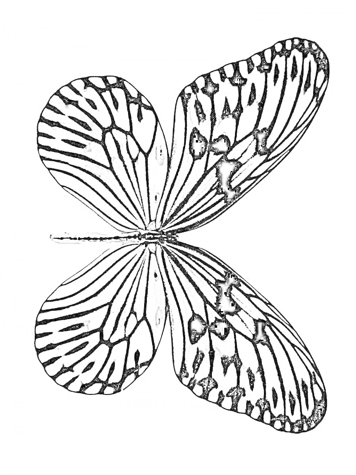 На раскраске изображено: Бабочка, Крылья, Насекомое