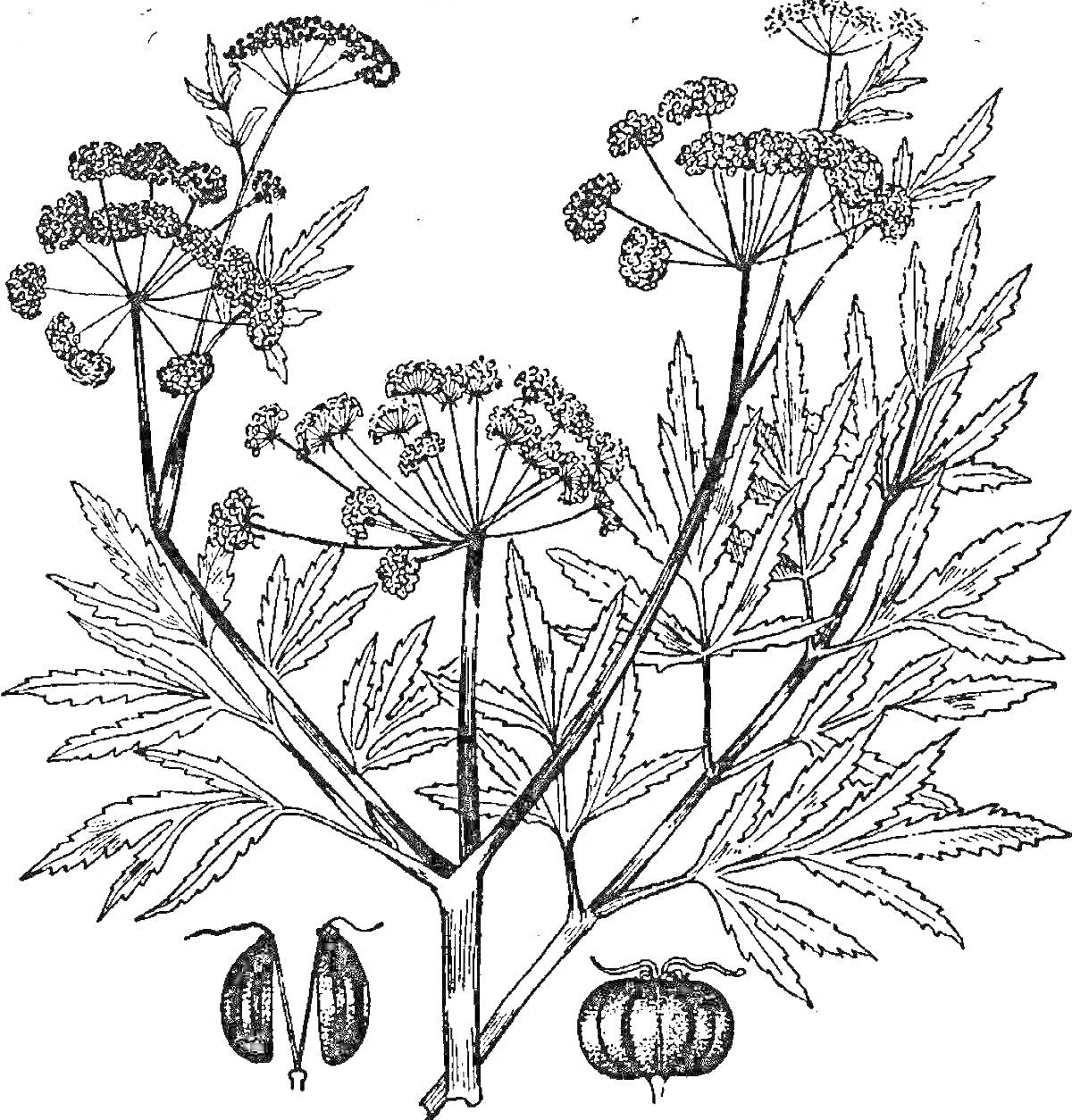 На раскраске изображено: Ботаника, Плоды, Листья, Зонт