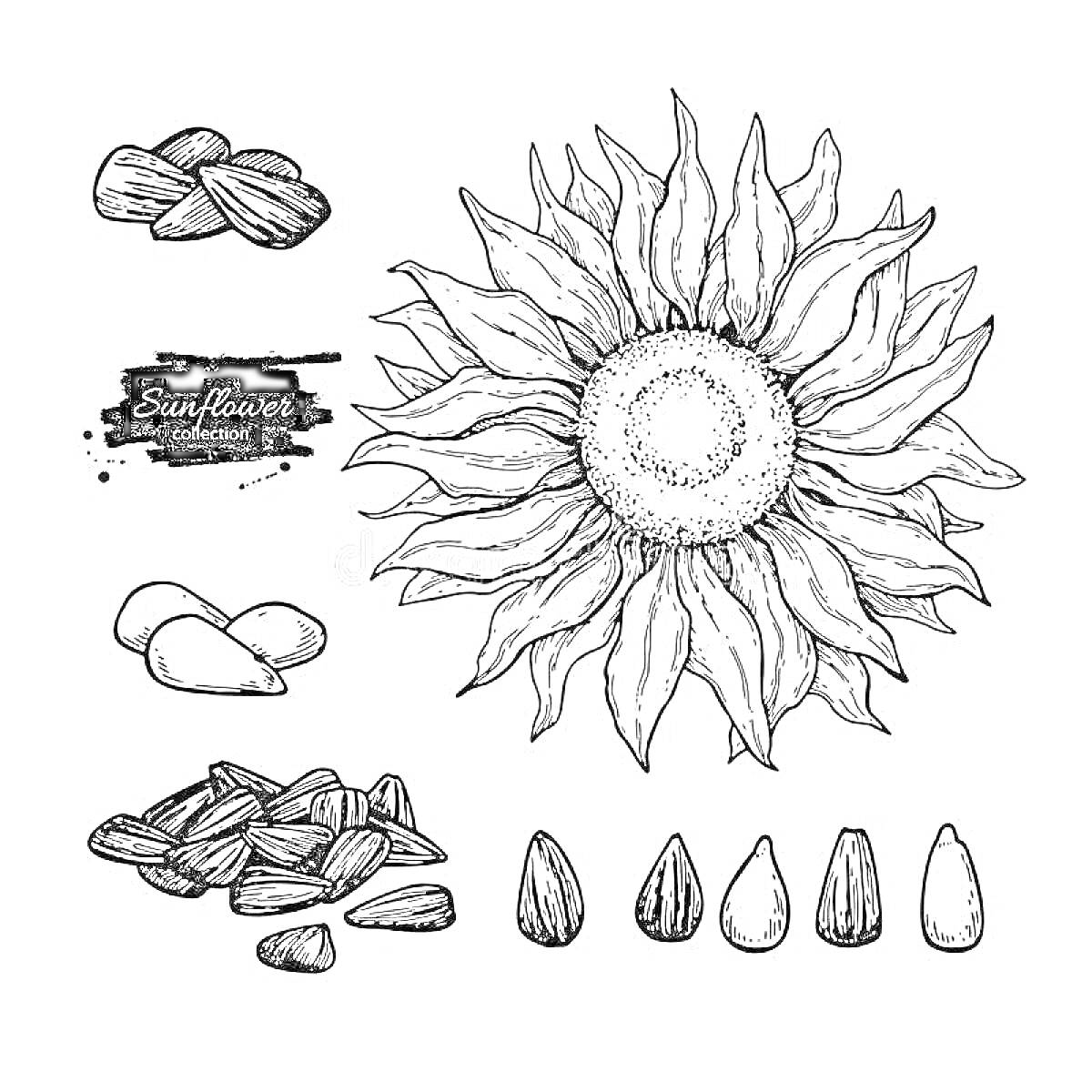Раскраска Подсолнух с семечками - крупный цветок подсолнуха, разнообразные семечки (неочищенные и очищенные), надпись 