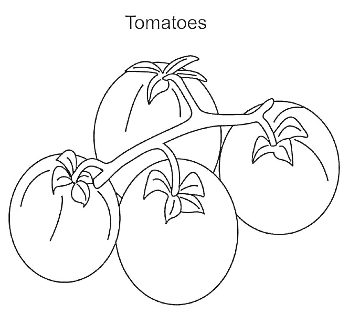 Раскраска Ветка с тремя помидорами и листьями