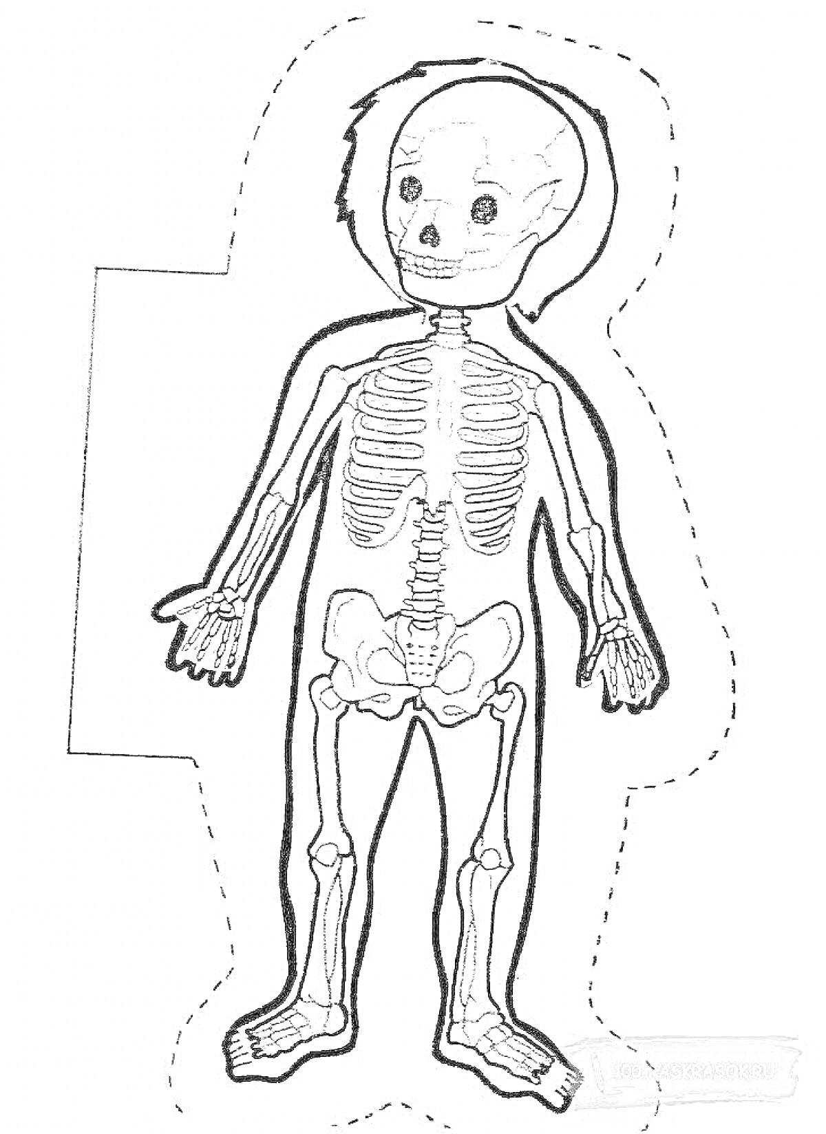 Раскраска скелета человека, включающая череп, грудную клетку, позвоночник, таз, кости рук и ног