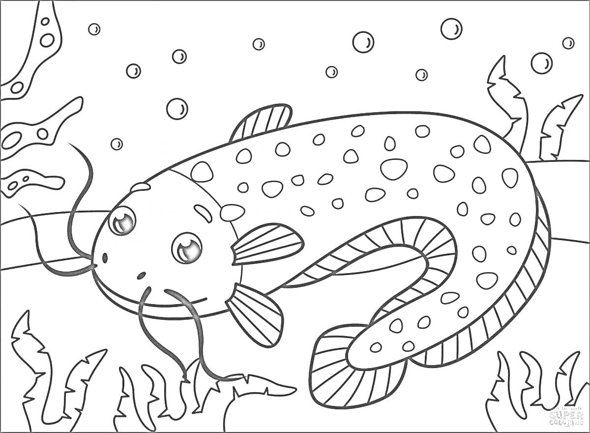 На раскраске изображено: Сом, Рыба, Подводный мир, Водоросли, Пузыри, Животные