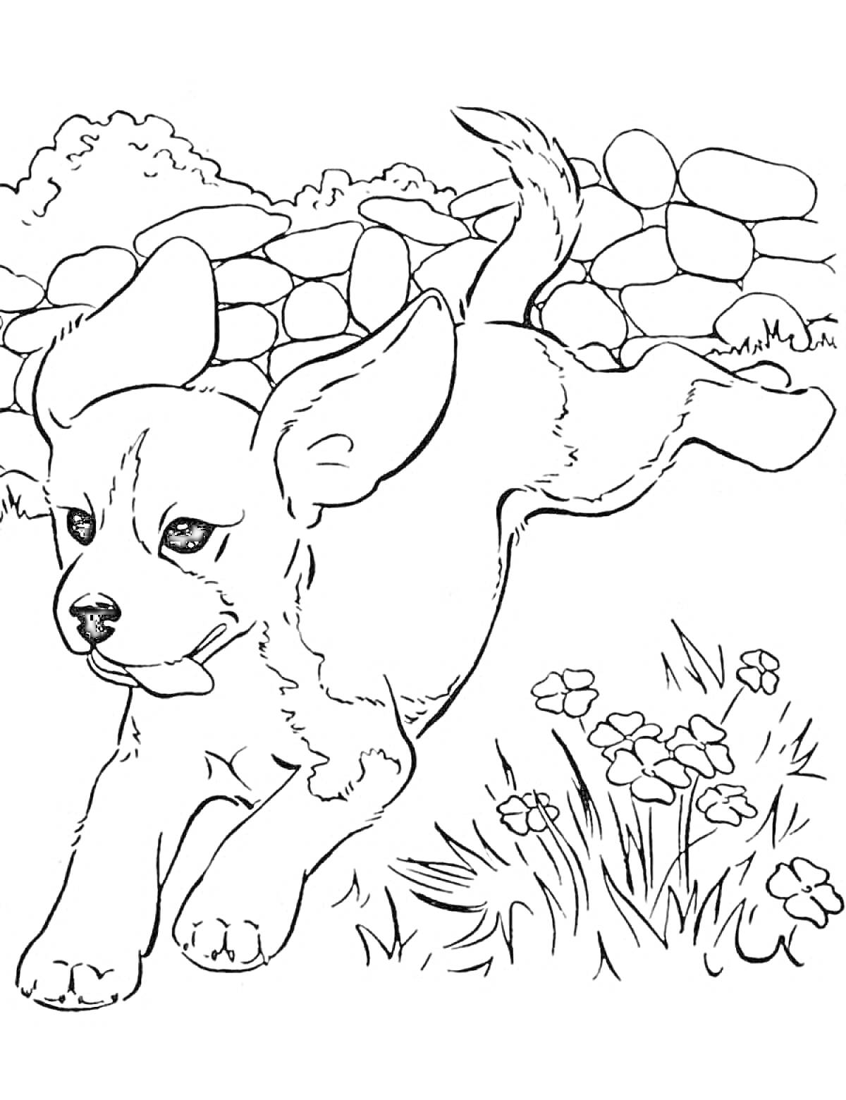 Раскраска Собака бежит на траве, окруженная цветами и виднеющимся каменным забором на заднем плане