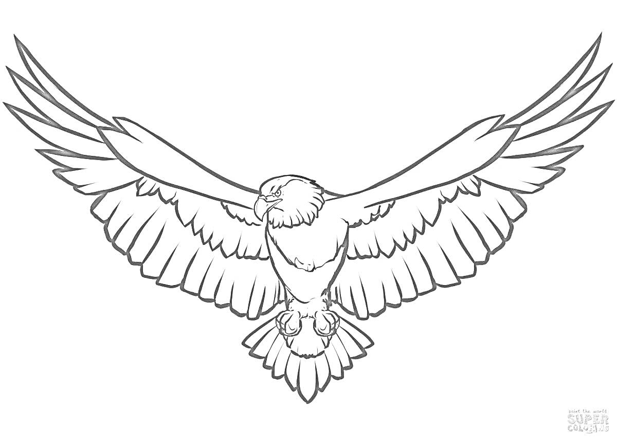 Раскраска Раскраска с расправившим крылья беркутом