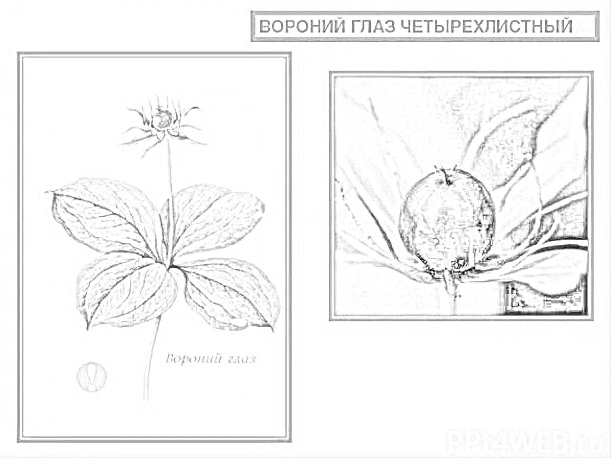 Раскраска Вороний глаз четырёхлистный с изображением растения и ягод