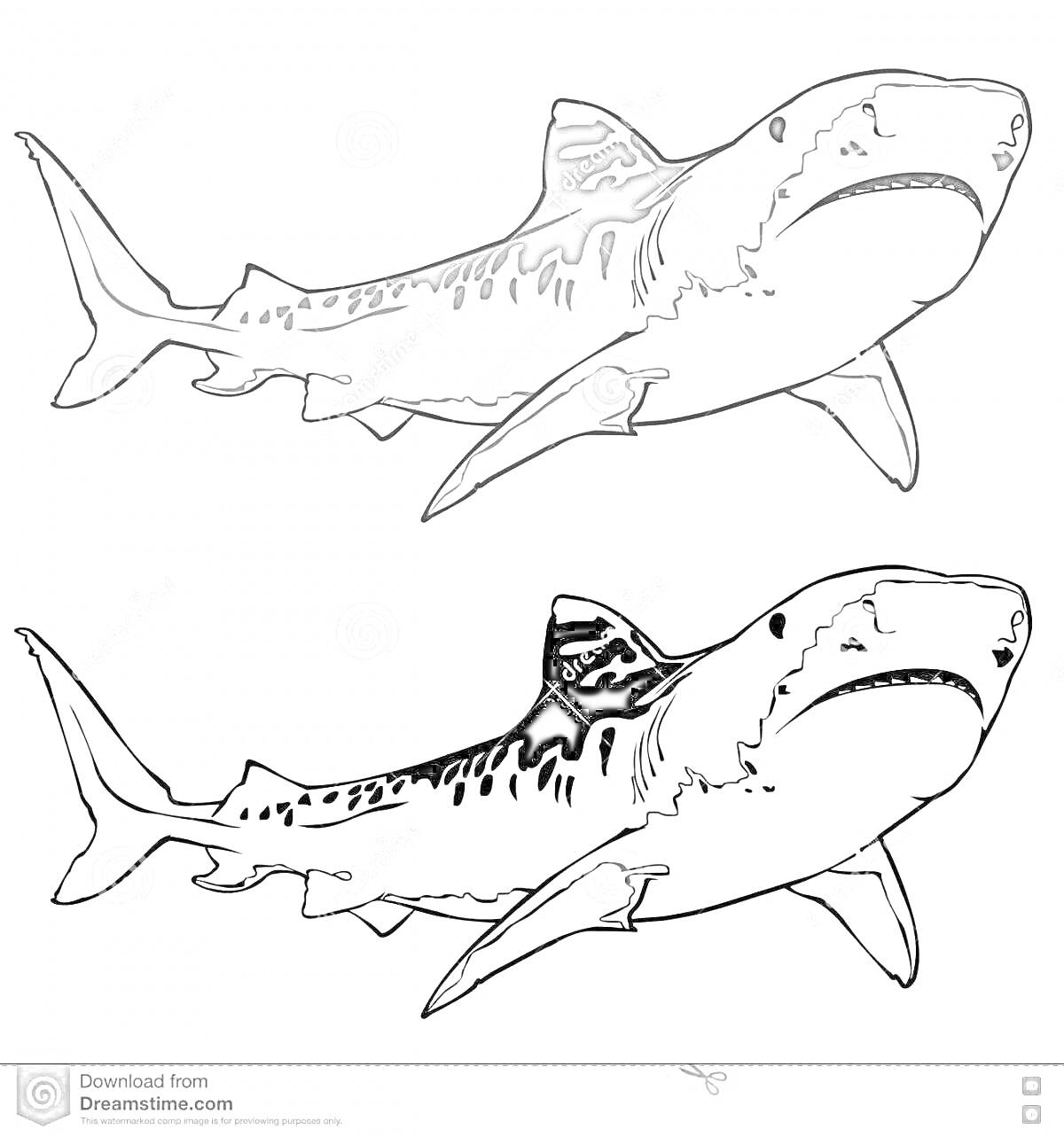 На раскраске изображено: Тигровая акула, Морская жизнь, Рыба, Иллюстрация, Хищная рыба, Природа
