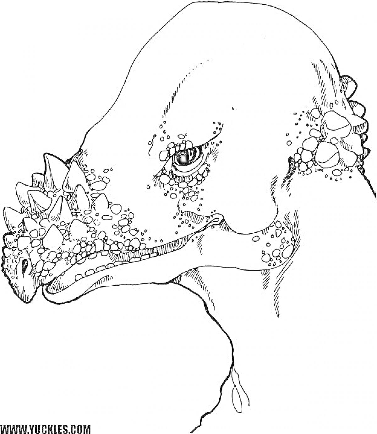 Раскраска с изображением головы пахицефалозавра