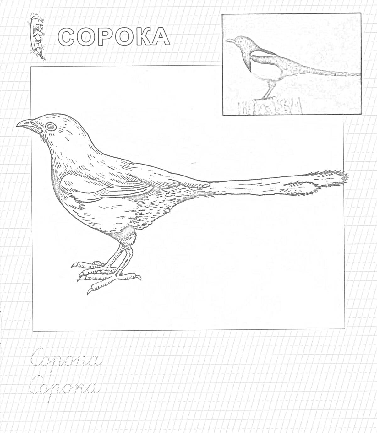 Раскраска Сорока с примером для раскрашивания