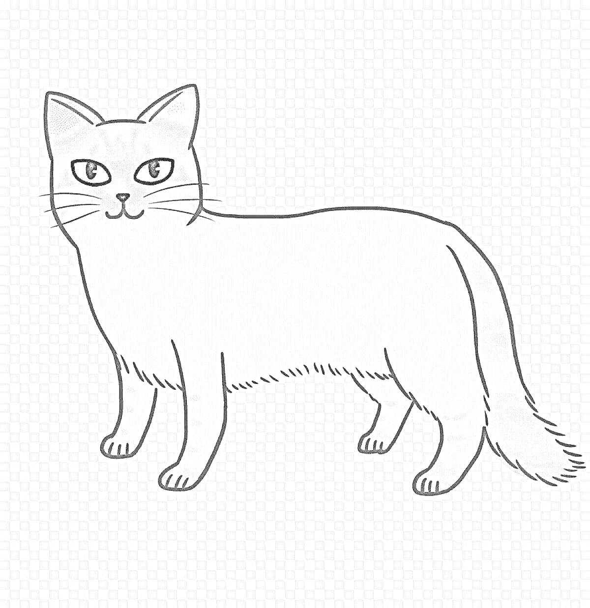 Раскраска Раскраска сиамская кошка стоящая на четырех лапах с темными ушами, хвостом и мордой