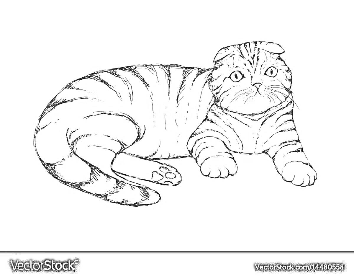 Раскраска Шотландский вислоухий кот в полоску, лежащий на боку