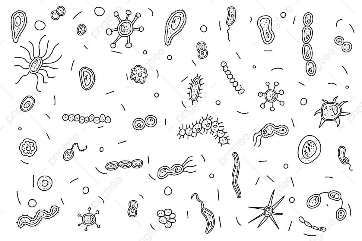На раскраске изображено: Бактерии, Микроорганизмы, Биология, Образование, Наука, Микробиология