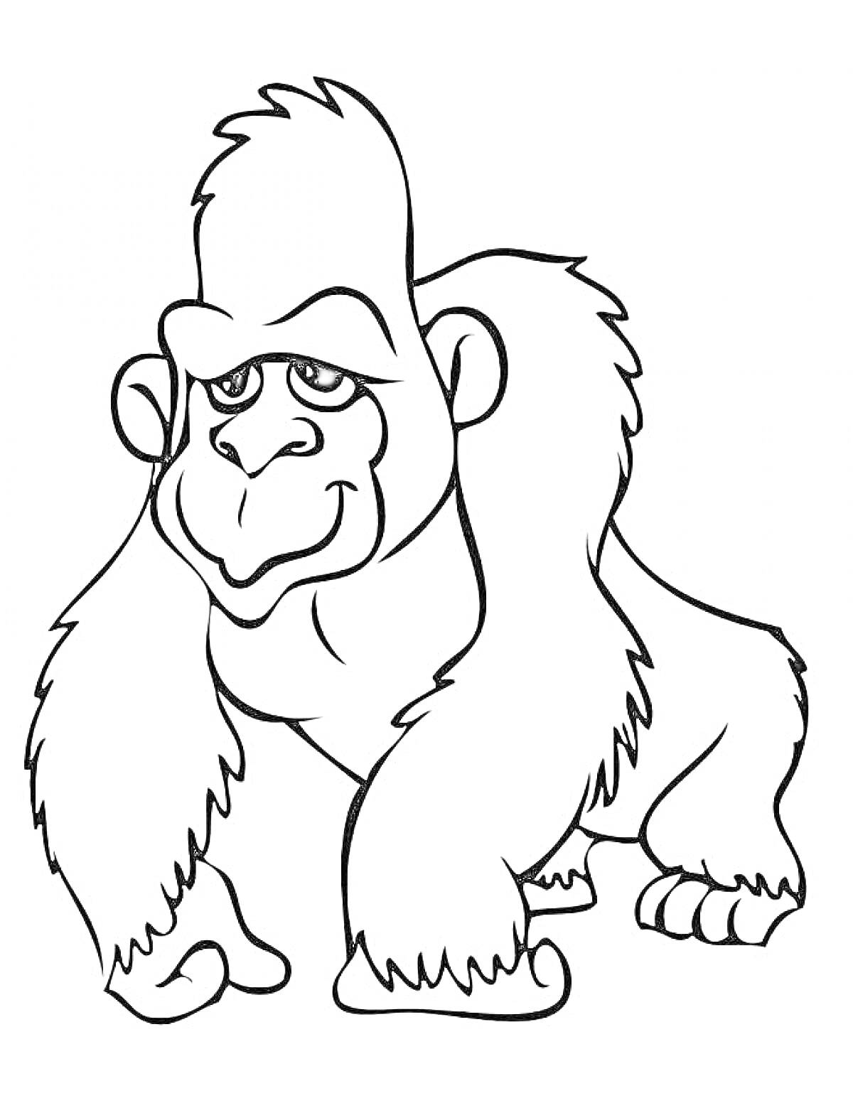 Раскраска Горилла (обезьяна) с добродушным выражением лица