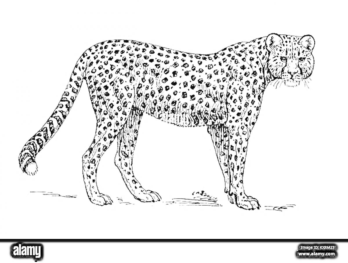 Раскраска Чёрно-белый рисунок королевского гепарда на белом фоне, иллюстрация