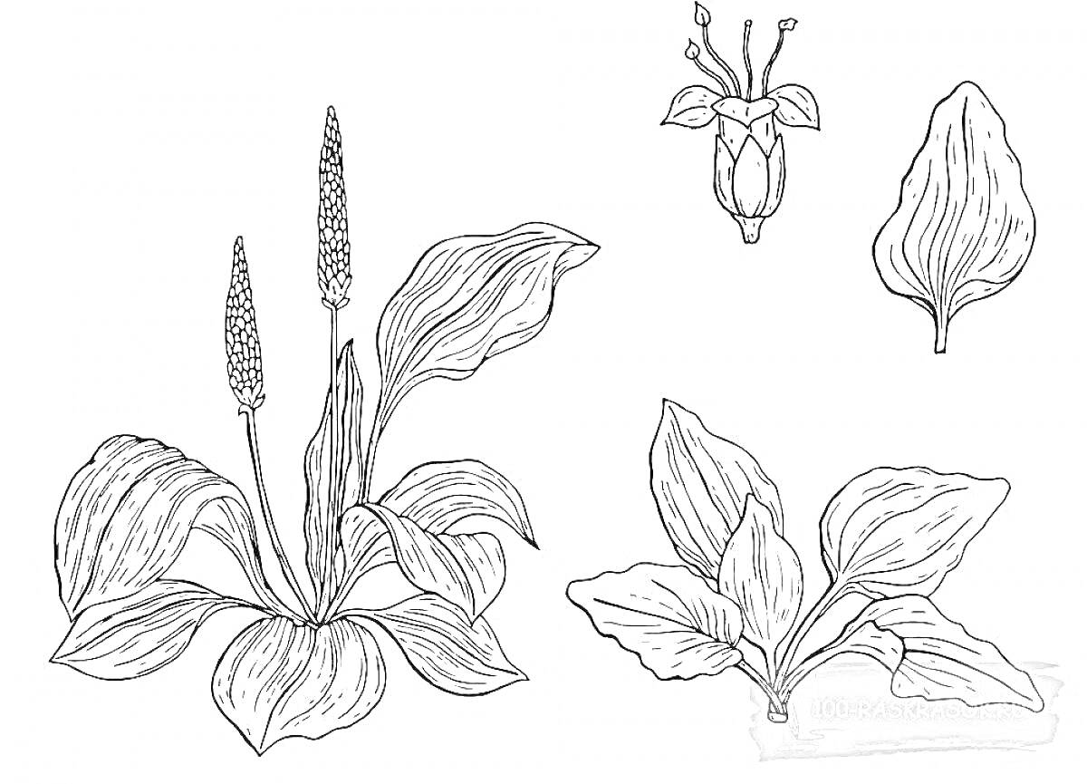 подорожник с листьями, цветоносами и отдельными частями растения