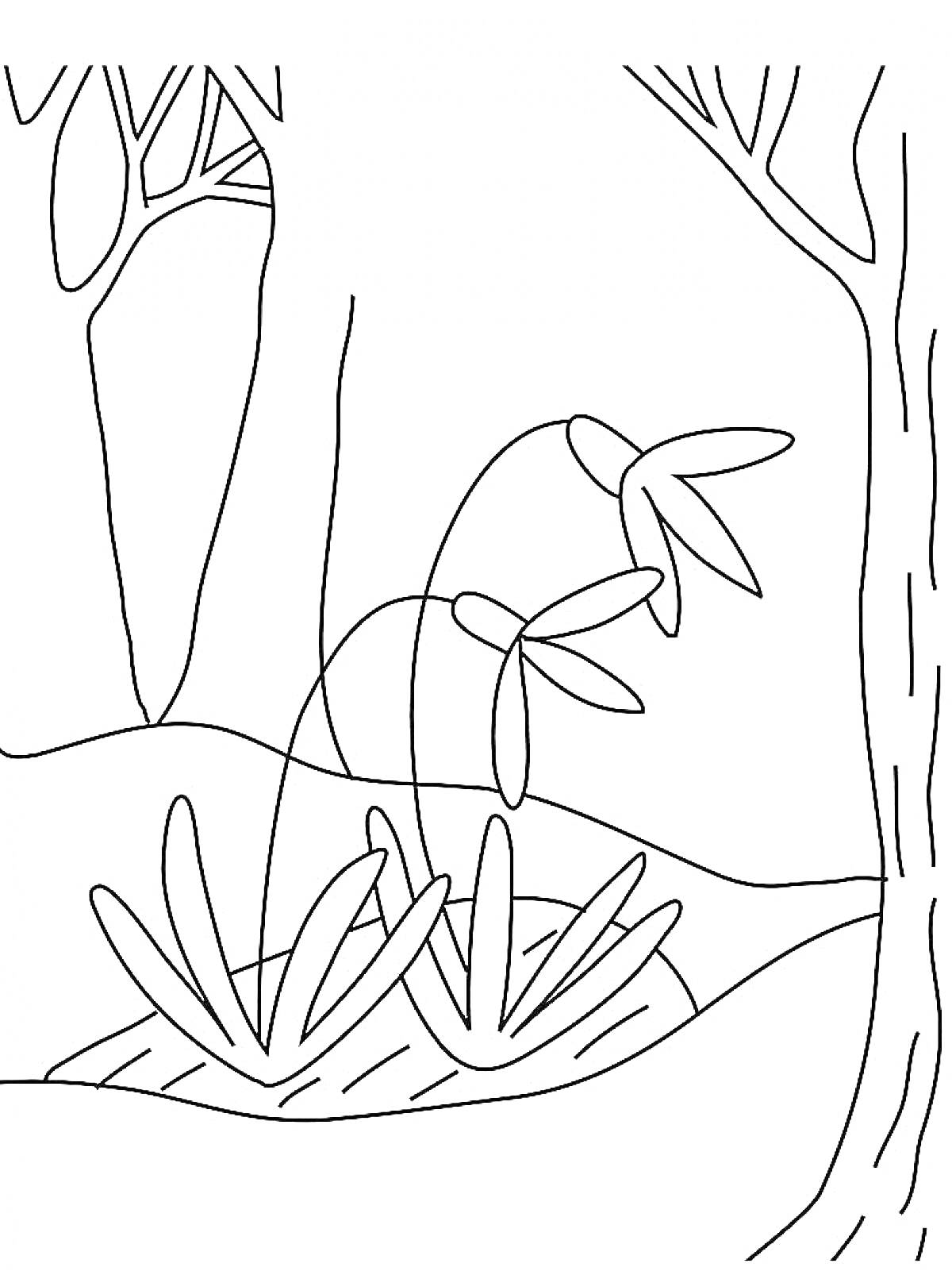 Раскраска Подснежник в лесу, деревья, кустарники и трава на переднем плане