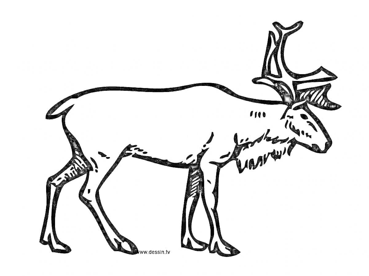 На раскраске изображено: Северный олень, Олень, Рога, Животные, Природа, Контурные рисунки