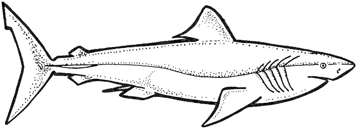 Раскраска Мегалодон, изображение акулы вдоль всего тела, плавники, жабры