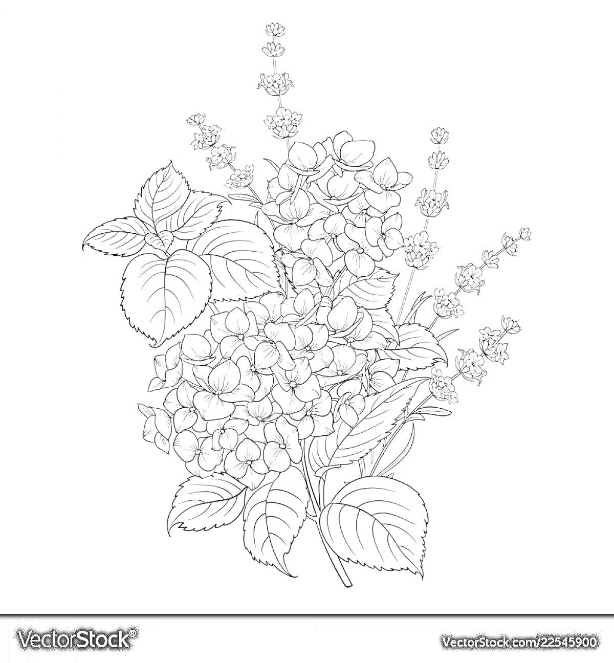 Раскраска Гортензия и другие цветы с листьями