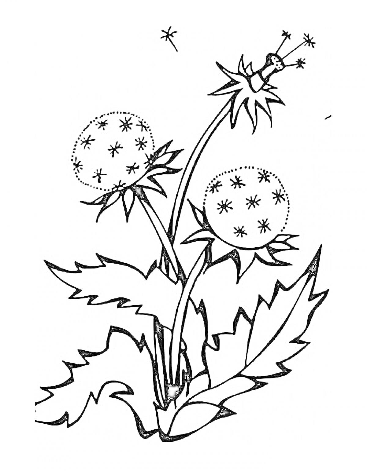 Раскраска Одуванчик с двумя цветками, листьями и летающими семенами