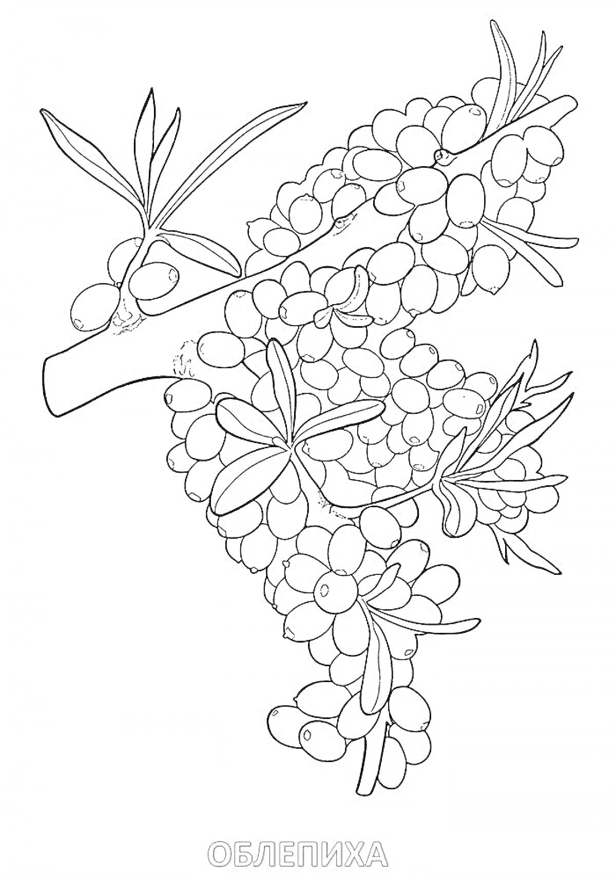 На раскраске изображено: Облепиха, Ягоды, Листья, Природа, Ботаника, Растительный мир