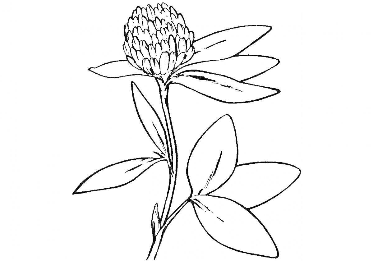 Раскраска Растение с цветком и листьями