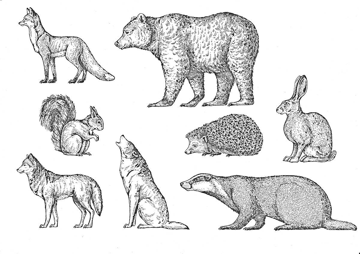 На раскраске изображено: Заяц, Волк, Медведь, Лиса, Еж, Белка, Барсук, Животные