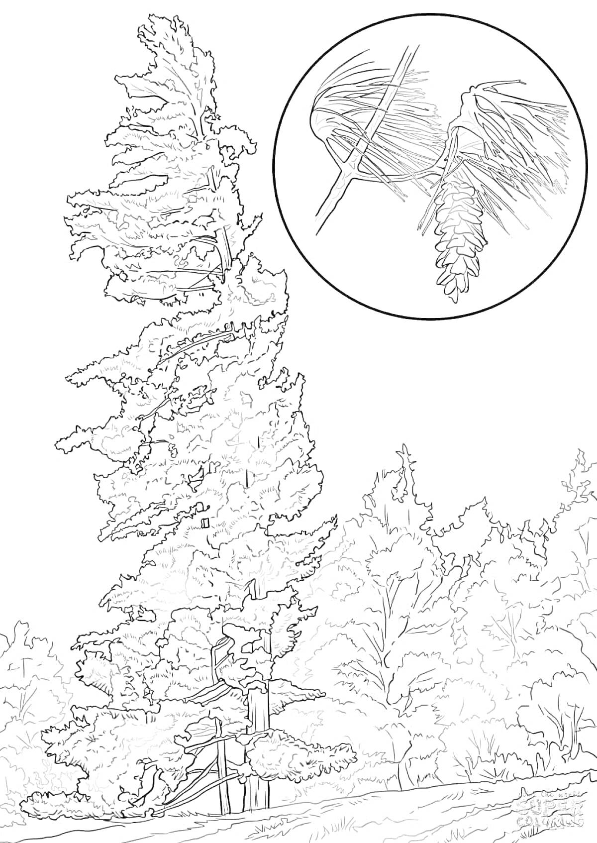 Раскраска Большая сосна с изображением побега с иголками и шишкой на переднем плане, на ста фоне деревья и кусты.