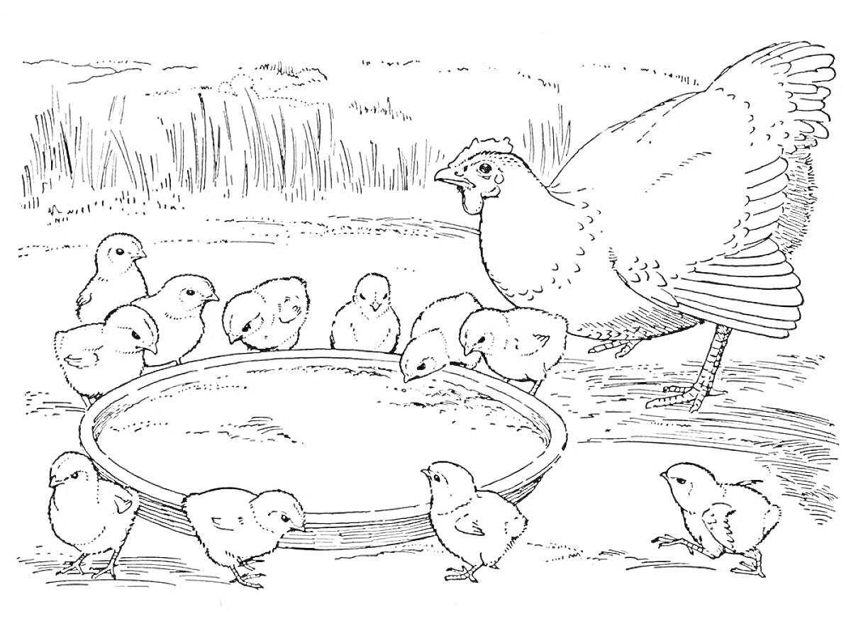 На раскраске изображено: Цыплята, Кормушка, Природа, Трава, Ферма, Животные
